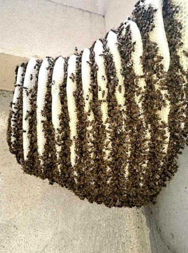 Adukku then | Wall Honey
