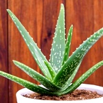 Aloe Vera Plant