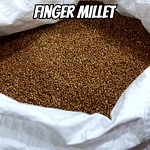 Kelvaragu | Finger Millet | Ragi