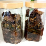 Kombu Honey with Natural Bee Hive