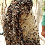 Kombu Honey with Pollen