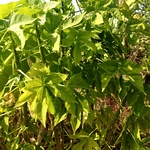 Mayan Keerai, Chaya Mansa, Mexican Spinach Cuttings