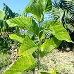 Mulberry Plant Cuttings | Morus