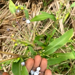 Nerpavalam Seeds, Jobs tears, adlay grains, Vaijeyanti Seed