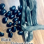 Poonaikali Seed / Velvet Bean (black)