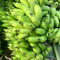 Rasakathali Banana Plant (Dwarf Cavendish bananas sucker)