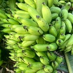 Rasakathali Banana Plant (Dwarf Cavendish bananas)