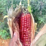 Red Corn Seeds