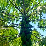 Native Papaya Seeds , Nattu Pappali Seeds, Country Variety