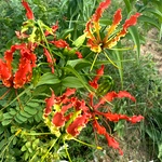 Senganthal, Kanvali Poo, Gloriosa superba Tuber