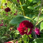 Sevalkondai Poo Seeds , Cockscomb Flower Seeds