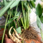 Arrowroot, Koova Kilangu Cuttings