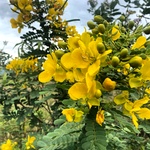 Avarampoo Seeds , Cassia Auriculata/Avaram Senna Dried Flower Seed(Senna auriculata)