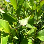 Canna Musifolia Plant, Kalvalai, Dark Red Flower, Indian Shot