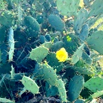 Prickly Pear Cactus , Chapathi Kalli Plant