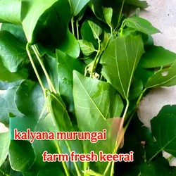 Kalyana Murungai Keerai,Mullu Murungai leaves Keerai