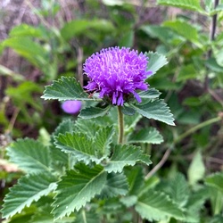 Kesavarthini cuttings, False Daisy, Bhringraj, Kehraj (Centratherum Punctatum)