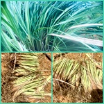 Lemongrass cuttings, Cymbopogon