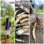 White Tapioca Stems, Vella Maravalli Kilangu, Kappa