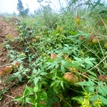 Mudakathan Keerai Seeds, Balloon Vine Seeds