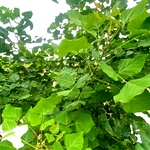 Mullu Murungai Plant Cuttings | Kalyana Murungai (Indian Coral Tree)