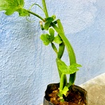 Muppirandai Plant , Cissus quadrangularis, 3 face