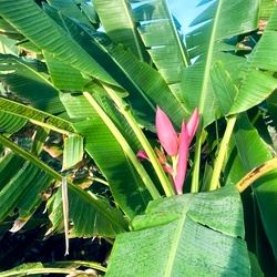 Musa Ornata Plant Flowering Green Banana Plant Suckers