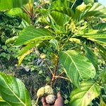 Noni Fruit Seeds , Nuna Seeds