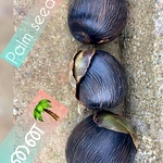 Palm Seed, Panai Vithai