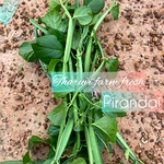 Fresh Pirandai / பிரண்டை