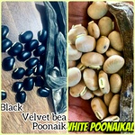 Poonaikali Seed / Velvet Bean (black, White Varieties)