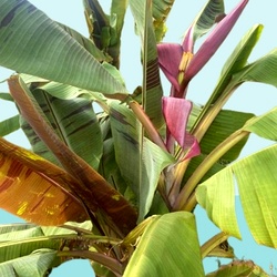 Purple Passion Flowering Banana Tree, Musa Bordelon, Rare Pink Ornamental Pot Red Banana Sucker