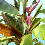 Purple Passion Flowering Banana Tree, Musa Bordelon, Rare Pink Ornamental Pot Red Banana