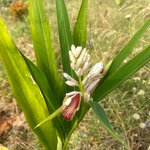 Sitharathai Plant / Alpinia Galanga Plant