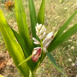 Sitharathai Plant / Alpinia Galanga Plant