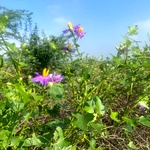 Thuthuvalai, Climbing Brinjal, Solanum Trilobatum Plant Seeds