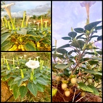 Oomathai White Seed, Devil's Trumpet, Boerhavia diffusa,