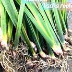 Vasambu, Vacha Root, Sweet Flag