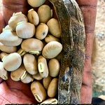 White Poonaikali Seeds, Mucuna Pruriensn Velvet Bean White