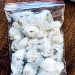 Desi Maraparuthi Cotton | Traditional Herbal Cotton for Wellness & Rituals