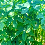 Fresh Mayan Keerai, Mexican spinach, Chaya spinach, Chaya mansa Organic