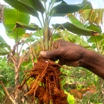Karumanjal (Black Turmeric) - Rare Medicinal Rhizome