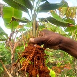 Karumanjal (Black Turmeric) - Rare Medicinal Rhizome