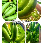 Organic Nendran Banana for Chips, Farm Fresh, Directly from Farm