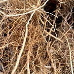Vettiver Root | Natural Cooling Grass for Aromatherapy & Wellness