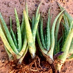 Aloe Vera Plant, Sotru Katralai