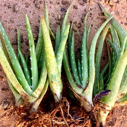 Aloe Vera Plant, Sotru Katralai
