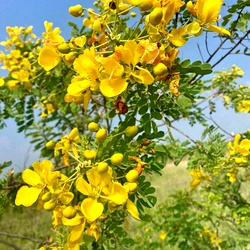 Fresh Avaram Poo from farm