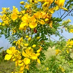 Fresh Avaram Poo from farm