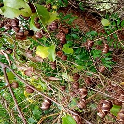 Eswara Mooli Seed, Aristolochia indica or Garudakkodi